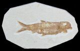 Knightia Fossil Fish - Wyoming #55327-1